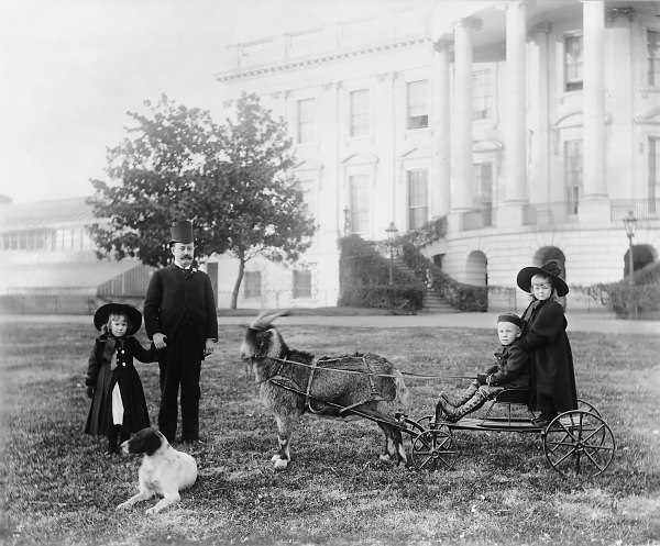 South lawn goat