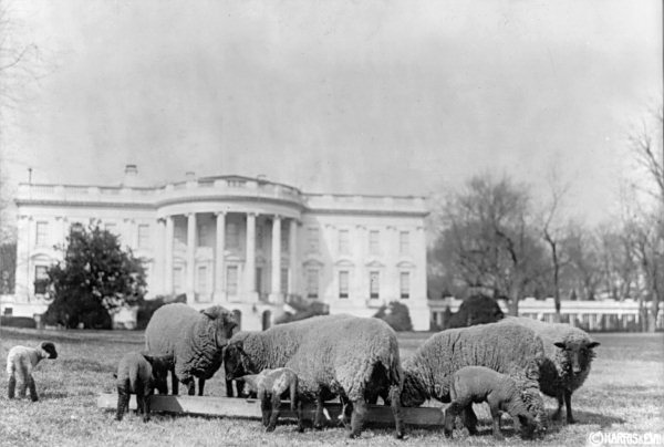 South lawn sheep